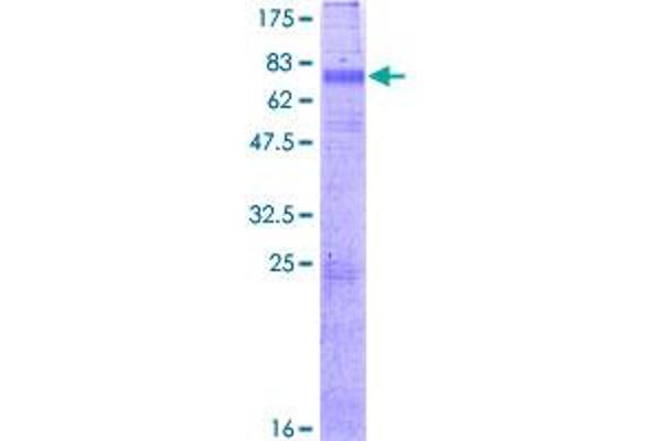 KCNN3 Protein (AA 1-426) (GST tag)