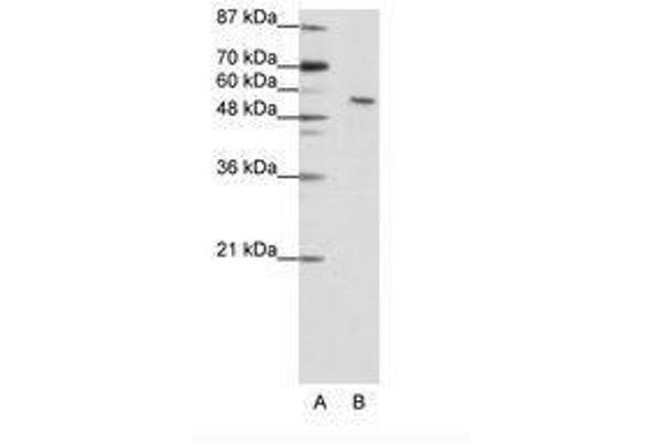 INSM2 anticorps  (N-Term)