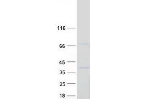 Validation with Western Blot (SYT9 Protein (Myc-DYKDDDDK Tag))