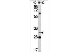 Western blot analysis of PITX1 antibody (Center) (ABIN391506 and ABIN2841469) in NCI- cell line lysates (35 μg/lane). (PITX1 antibody  (AA 123-150))
