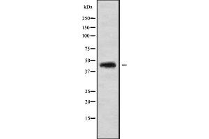 CCBE1 antibody  (Internal Region)