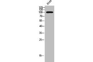 RHPN1 antibody  (Internal Region)