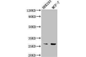 Western Blot Positive WB detected in: HEK293 whole cell lysate, MCF-7 whole cell lysate All lanes: NUDT21 antibody at 2. (NUDT21 antibody  (AA 2-227))
