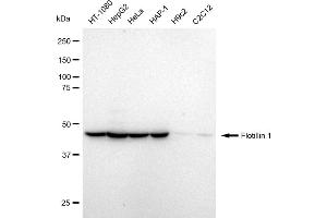 Western blotting analysis using Flotillin 1 antibody (ABIN7798631). (Recombinant Flotillin 1 antibody)
