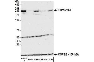 Western Blotting (WB) image for anti-Tight Junction Protein 1 (TJP1) (AA 650-700) antibody (ABIN7455191)