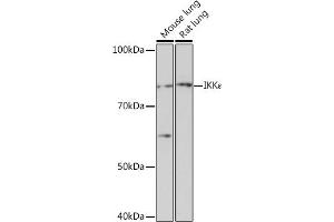 Western blot analysis of extracts of various cell lines, using IKKε Rabbit mAb (ABIN7267875) at 1:1000 dilution. (IKKi/IKKe antibody)