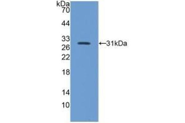 Integrin beta 5 anticorps  (AA 136-378)