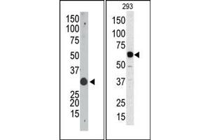 Image no. 1 for anti-Apolipoprotein B mRNA Editing Enzyme, Catalytic Polypeptide 1 (APOBEC1) (N-Term) antibody (ABIN356861) (APOBEC1 antibody  (N-Term))