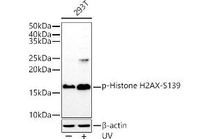 Western blot analysis of extracts of 293T cells, using Phospho-Histone H2AX-S139 antibody (ABIN6135258, ABIN6136140, ABIN6136141 and ABIN7101881) at 1:1000 dilution. (Histone H2A antibody  (pSer139))
