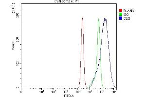 Flow Cytometry analysis of CACO-2 cells using anti-CBS antibody (ABIN7599637). (CBS antibody  (AA 102-342))