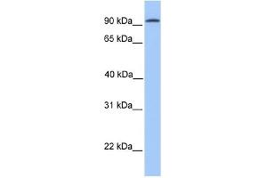 CDH16 antibody used at 1 ug/ml to detect target protein. (Cadherin-16 antibody  (N-Term))