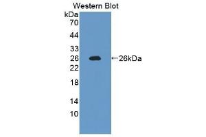 Western Blotting (WB) image for anti-Interleukin 12 alpha (IL12A) (AA 23-215) antibody (ABIN3209526)