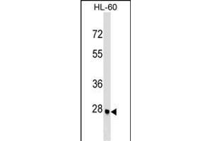 ARGFX Antibody (Center) (ABIN1537723 and ABIN2849257) western blot analysis in HL-60 cell line lysates (35 μg/lane).