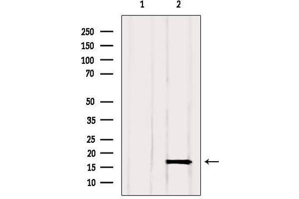 GMFG antibody  (Internal Region)