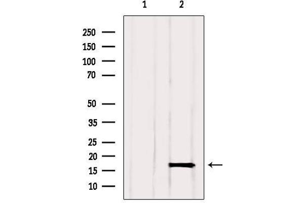 GMFG antibody  (Internal Region)