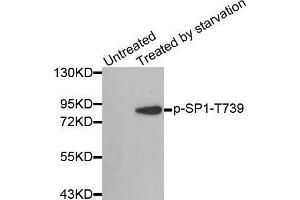 Western blot analysis of extracts from 3T3 cells, using Phospho-SP1-T739 antibody. (SP1 antibody  (pThr739))