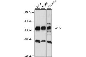 Western blot analysis of extracts of various cell lines, using LDHC antibody (ABIN6290561) at 1:1000 dilution.