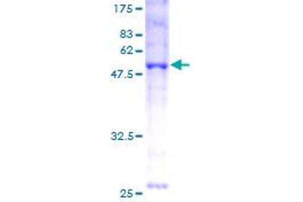 BNIP1 Protein (AA 1-228) (GST tag)