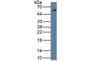 Rabbit Detection antibody from the kit in WB with Positive Control: Human hela cell lysate. (Phenylalanine Hydroxylase ELISA Kit)