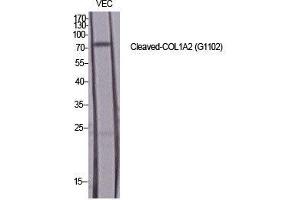 Western Blot (WB) analysis of specific cells using Cleaved-COL1A2 (G1102) Polyclonal Antibody. (COL1A2 antibody  (cleaved, Gly1102))