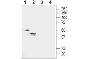 Western blot analysis of rat (lanes 1 and 3) and mouse (lanes 2 and 4) kidney membranes: - 1,2. (GPR4 antibody  (2nd Extracellular Loop))
