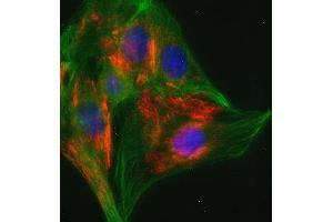 Indirect immunofluorescence on 3T3 cells (dilution 1 : 100; red) in combination with the monoclonal antibody against α-tubulin (, dilution 1 : 500; green).