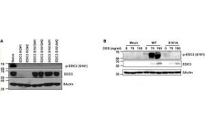 Western blot of Anti-EDC3 phospho S161 Antibody. (EDC3 antibody  (pSer161))