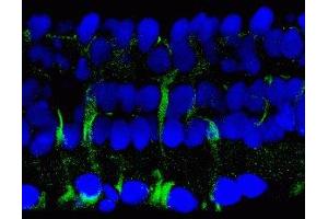 Immunostaining of salamander retina showing labeling of 14-3-3 protein when phosphorylated at Ser58 in Müller glial cells in green and DNA in blue. (YWHAB antibody  (pSer58))
