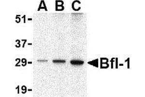 Western Blotting (WB) image for anti-BCL2-Related Protein A1 (BCL2A1) (C-Term) antibody (ABIN1030293) (BCL2A1 antibody  (C-Term))
