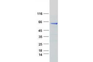 Validation with Western Blot (SCG3 Protein (Myc-DYKDDDDK Tag))