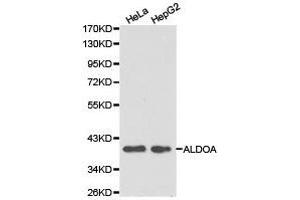 Western Blotting (WB) image for anti-Aldolase A, Fructose-Bisphosphate (ALDOA) antibody (ABIN1870931)