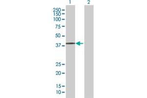 Western Blot analysis of RNF14 expression in transfected 293T cell line by RNF14 MaxPab polyclonal antibody. (RNF14 antibody  (AA 1-348))
