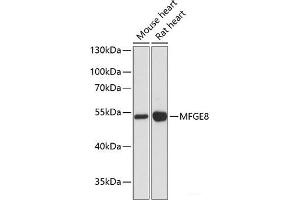 Western blot analysis of extracts of various cell lines using MFGE8 Polyclonal Antibody at dilution of 1:3000. (MFGE8 antibody)