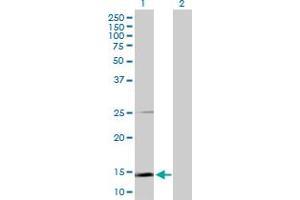 Western Blot analysis of SCGB1A1 expression in transfected 293T cell line by SCGB1A1 MaxPab polyclonal antibody. (SCGB1A1 antibody  (AA 1-91))