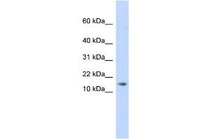 AAMDC antibody  (Middle Region)