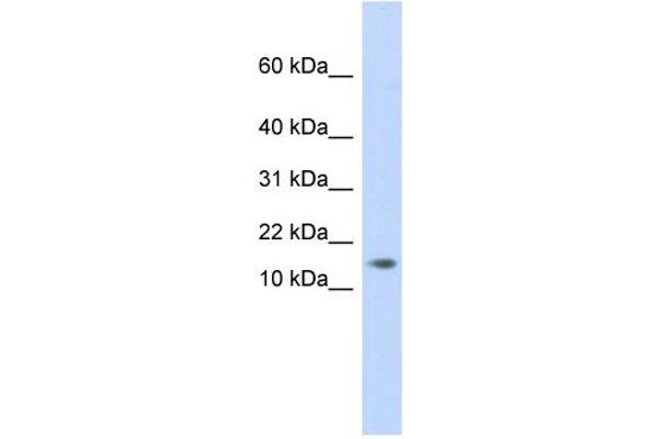 AAMDC antibody  (Middle Region)