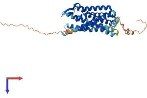 AlphaFold protein structure predicition of Human Recombinant CCR8 Protein, UniprotID P51685