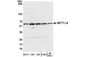 Western Blotting (WB) image for anti-Methyltransferase Like 14 (METTL14) (AA 25-75) antibody (ABIN7452826) (METTL14 antibody  (AA 25-75))