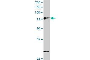 CD44 MaxPab rabbit polyclonal antibody. (CD44 antibody  (AA 1-361))