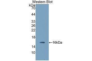 Detection of Recombinant TGFb3, Porcine using Polyclonal Antibody to Transforming Growth Factor Beta 3 (TGFb3) (TGFB3 antibody  (AA 298-409))