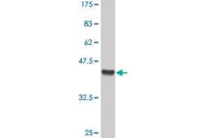 Western Blot detection against Immunogen (36. (HOXB9 antibody  (AA 65-163))