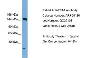 WB Suggested Anti-EEA1  Antibody Titration: 0.