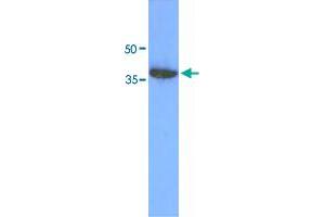 Western blot analysis of 293T cell lysate (30 ug) by ACOT7 monoclonal antibody, clone AT1D5  (1:1000). (ACOT7 antibody  (AA 1-370))