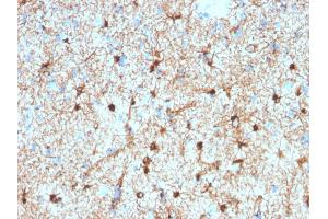 Formalin-fixed, paraffin-embedded human Cerebellum stained with GFAP Mouse Monoclonal Antibody (GFAP/2076). (GFAP antibody  (AA 101-200))