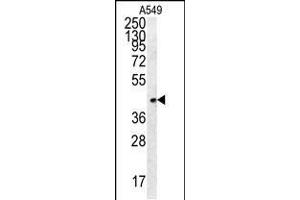 Western blot analysis in A549 cell line lysates (35ug/lane). (FSTL1 antibody  (C-Term))