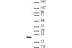 Histone H3 trimethyl Lys4 antibody (pAb) tested by Western blot. (Histone 3 antibody  (H3K4me3))