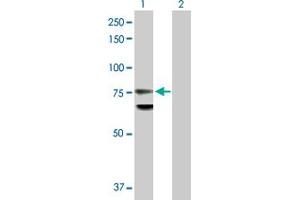 Western Blot analysis of LMNB1 expression in transfected 293T cell line by LMNB1 MaxPab polyclonal antibody. (Lamin B1 antibody  (AA 1-586))