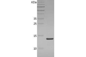 FABP4 Protein (AA 1-132) (His tag)