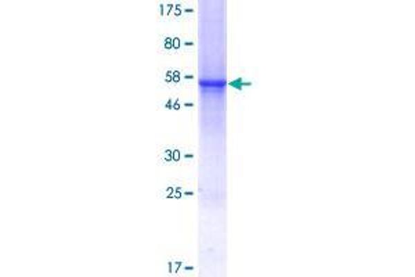 CTRP7 Protein (AA 1-289) (GST tag)