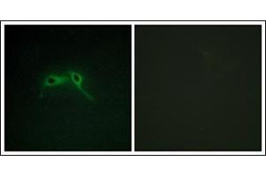 Immunofluorescence analysis of HepG2 cells, using NF1 Antibody. (Neurofibromin 1 antibody  (Internal Region))